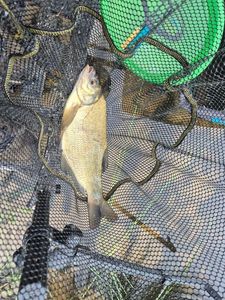 Common Bream