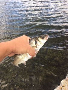 European Bass (Seabass)