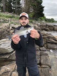 European Bass (Seabass)