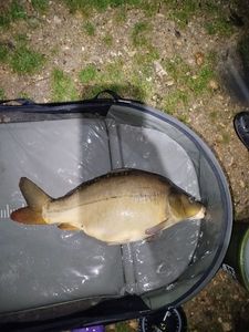 Mirror Carp