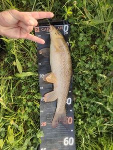 Barbel