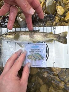 Brown Trout