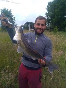Zander