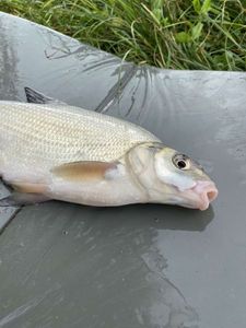 Common Bream