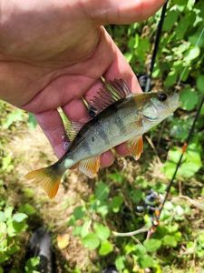 European Perch