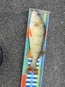 European Perch