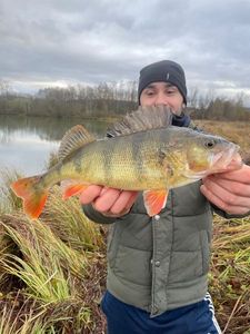 European Perch