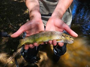 Brown Trout