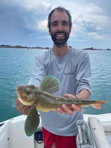 Grey Gurnard