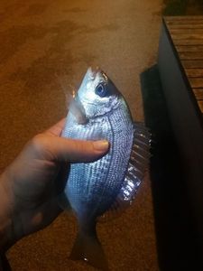 Black Seabream
