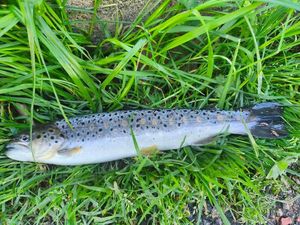 Brown Trout