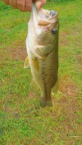 Largemouth Bass