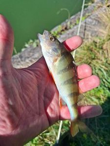 European Perch