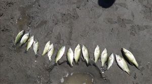 Largemouth Bass