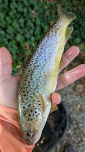 Brown Trout
