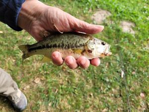 Largemouth Bass