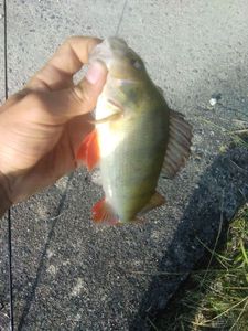 European Perch