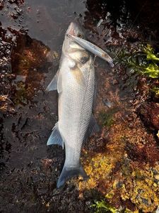 European Bass (Seabass)