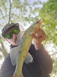 Zander