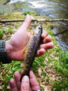 Brown Trout