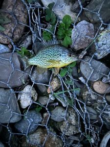 Green Sunfish