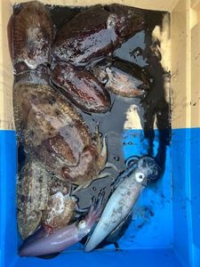 European Squid