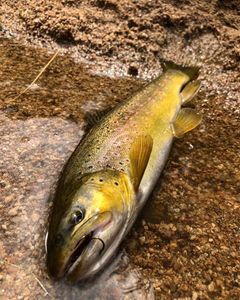 Brown Trout