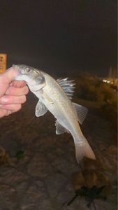 European Bass (Seabass)