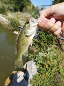 Smallmouth Bass