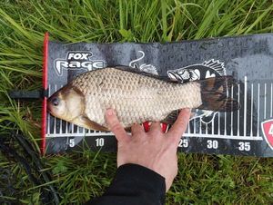 Crucian Carp