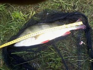 European Perch