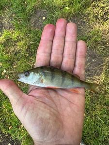 European Perch