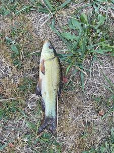 Tench