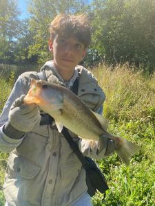 Largemouth Bass