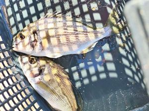 Gilthead Seabream