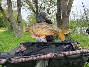 Common Carp