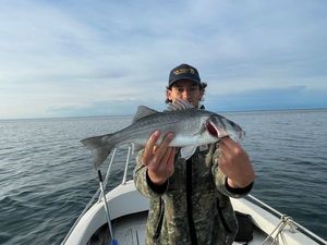 European Bass (Seabass)