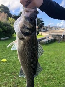 European Bass (Seabass)
