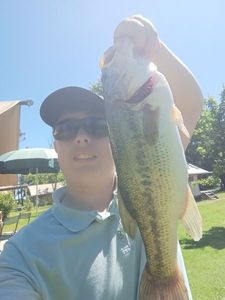Largemouth Bass