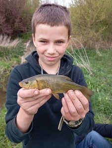 Tench