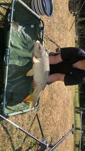 Common Carp