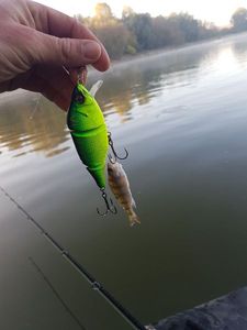 European Perch