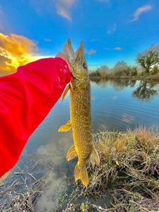 Northern Pike