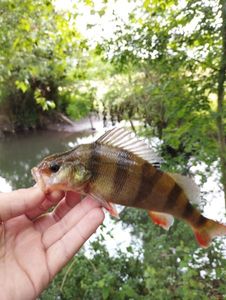 European Perch