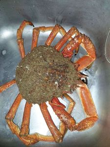 Araignée de Mer Atlantique