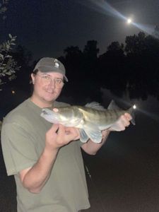 Zander
