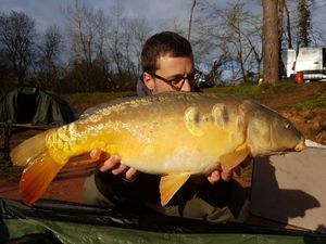 Mirror Carp