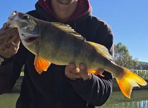 European Perch