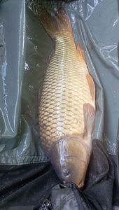 Common Carp