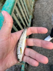 Atlantic Salmon (Juvenile)